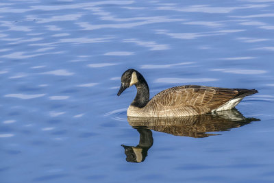 Bernache du Canada - Canada goose - Branta canadensis - Anatidés