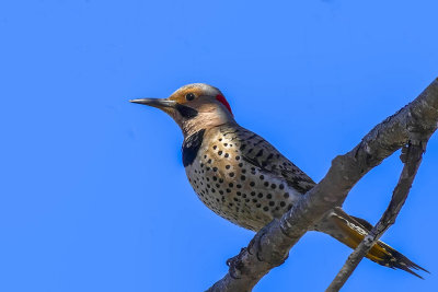 Pic flamboyant - Northern flicker - Colaptes auratus - Picids