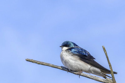 Hirondelle bicolore - Tree swallow - Tachycineta bicolor - Hirundinids