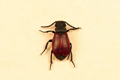 Méloé rouge - Blister beetle - Tricrania sanguinipennis - Meloidés