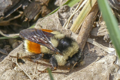 Bourdon tricolore - orange-belted bumblebee - Bombus ternarius - Apidés