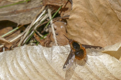 Grand bombyle - The Large Bee-fly - Bombylius major - Bombyliidés