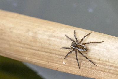 Dolomde  six points - Six-spotted fishing spider - Dolomedes triton