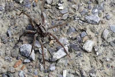 Lycosidae sp.(Wolf Spiders) 