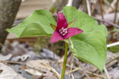 Trille rouge - Red Trillium - Trillium erectum - Mlanthiaces