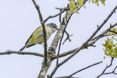 Viro  tte bleue - Blue-headed vireo - Vireo solitarius - Vironids