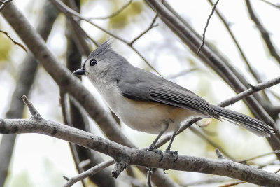 Mésange bicolore - Tufted titmouse - Baeolophus bicolor - Paridés