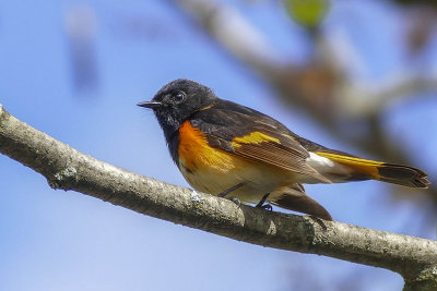 Paruline flamboyante - American redstart - Setophaga ruticilla - Parulidés