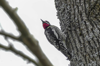Pic maculé - Yellow-bellied sapsucker - Sphyrapicus varius - Picidés