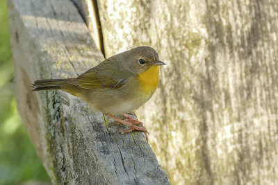 Paruline masquée(femelle) - Common yellowthroat - Geothlypis trichas - Parulidés