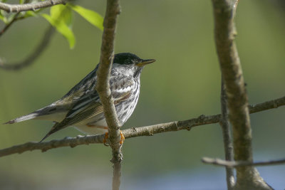 Paruline raye - Blackpoll warbler - Setophaga striata - Parulids