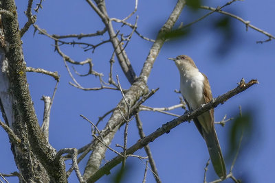 Coulicou  bec noir - Black-billed cuckoo - Coccyzus erythropthalmus - Cuculids