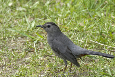 Moqueur chat - Gray catbird - Dumetella carolinensis - Mimidés
