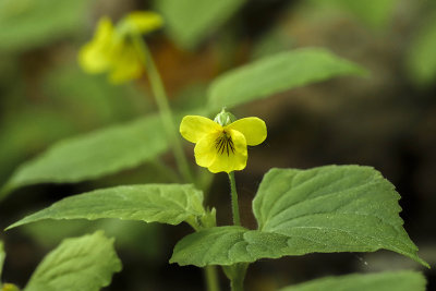 Violette jaune - Downy Yellow Violet - Viola pubescens - Violaces