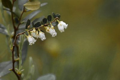 Petit daphn calycul - Chamaedaphne calyculata - Leatherleaf - ricaces