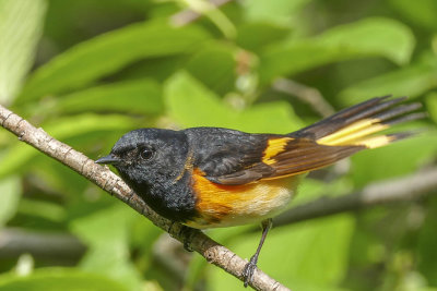 Paruline flamboyante - American redstart - Setophaga ruticilla - Parulidés