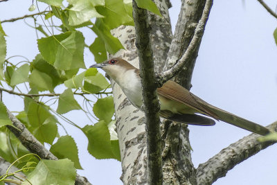 Coulicou  bec noir - Black-billed cuckoo - Coccyzus erythropthalmus - Cuculids