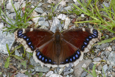 Morio - Mourning Cloak - Nymphalis antiopa - Nymphalids - (4432) 