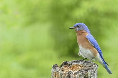 Merlebleu de l'est - Eastern bluebird - Sialia sialis - Turdids