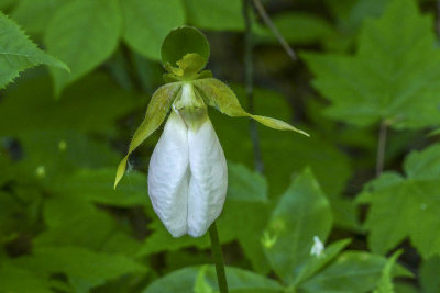 Le sabot de la Vierge - Pink lady's-slipper - Cypripedium acaule - Orchidaces