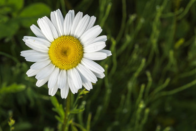 Marguerite blanche - Oxeye daisy - Leucanthemum vulgare - Astraces