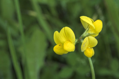 lotier cornicul - Bird's-foot Trefoil - Lotus corniculatus - Fabaces