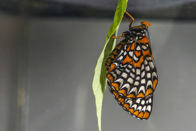 Baltimore - Baltimore checkerspot - Euphydryas phaeton - Nymphalidés - (4516)