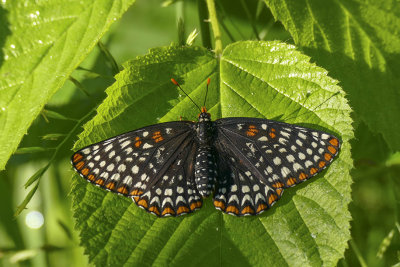 Baltimore - Baltimore checkerspot - Euphydryas phaeton - Nymphalidés - (4516)