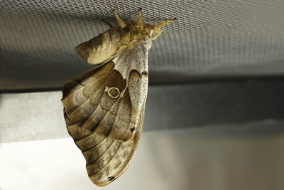 Polyphne d'Amrique - Polyphemus moth - Antheraea polyphemus - Saturnids (7757)