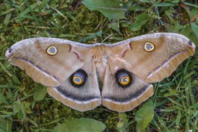 Polyphne d'Amrique - Polyphemus moth - Antheraea polyphemus - Saturnids (7757)