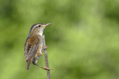 Troglodyte des marais - Marsh wren - Cistothorus palustris - Troglodytidés