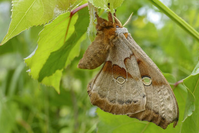 Polyphne dAmrique - Polyphemus moth - Antheraea polyphemus - Saturnids - (7757)