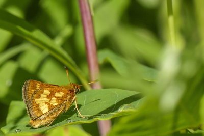 Hespérie de Peck - Peck's Skipper - Polites peckius - Hespéridés - (4036)