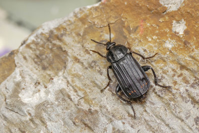 Grand nécrophore - Red-lined Carrion Beetle - Necrodes surinamensis - Silphidés