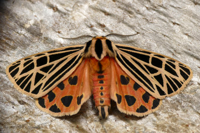 Apantèse vierge - Virgin Tiger Moth - Grammia virgo - Erebidés - (8197)