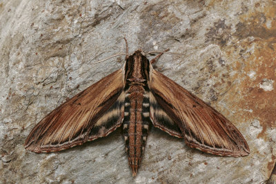 Sphinx du laurier - Laurel Sphinx - Sphinx kalmiae - Sphingidés - (7809)