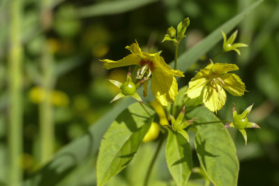 Lysimaque cilie - Fringed Yellow Loosestrife - Lysimachia ciliata - Primulaces
