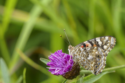 Belle dame - Painted lady - Vanessa cardui - Nymphalidés - (4435)