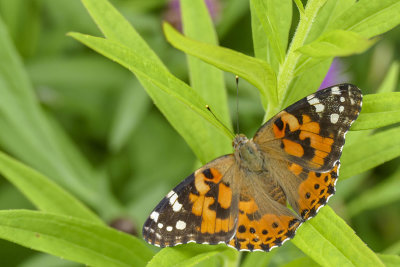 Belle dame - Painted lady - Vanessa cardui - Nymphalids -  (4435) 