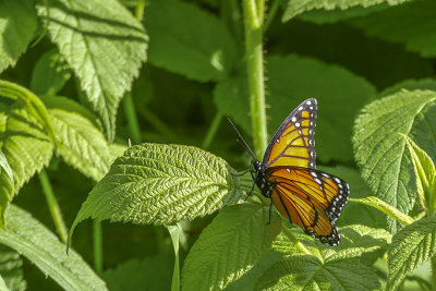 Vice-roi  - Viceroy - Lemenitis archippus - Nymphalids - (4523) 