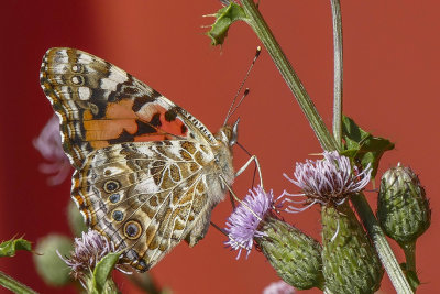 Belle dame - Painted lady - Vanessa cardui - Nymphalids -  (4435) 