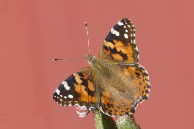 Belle dame - Painted lady - Vanessa cardui - Nymphalidés - (4435)