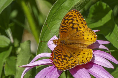 Argynne cyble - Great spangled fritillary - Speyeria cybele - Nymphalids -  (4450)