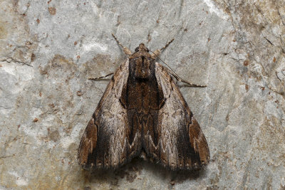 Likenée du prunier - Ultronia Underwing - Catocala ultronia - Erebidés - (8857)