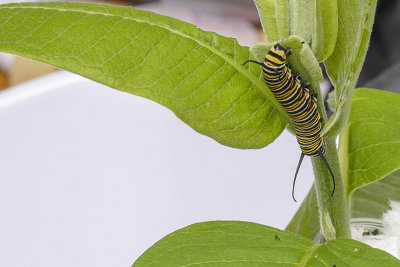 Chenille du Monarque - Monarch caterpillar - Nymphalids - (4614)