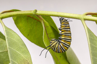 Chenille du Monarque suspendue - Monarch caterpillar hanging - Nymphalids - (4614)