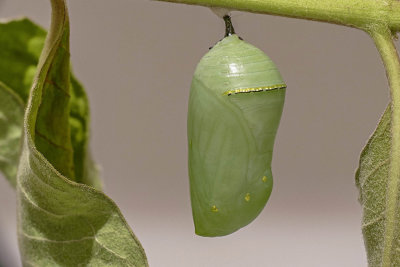 Chrysalide du Monarque - Monarch chrysalis - Nymphalidés - (4614)