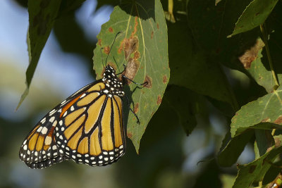 Monarque - Monarch - Danaus plexippus - Nymphalids -  (4614) 