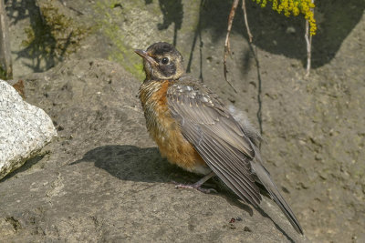 Merle d'Amrique - American robin - Turdus migratorius - Turdids