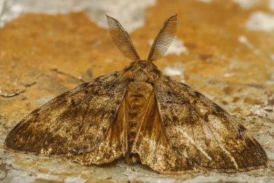 La spongieuse - Gypsy Moth - Lymantria dispar - Erebids - (8318)